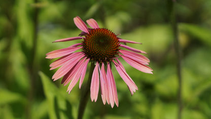 Echinacea purpurea 'Summer Cocktail®' - Purpur-Sonnenhut