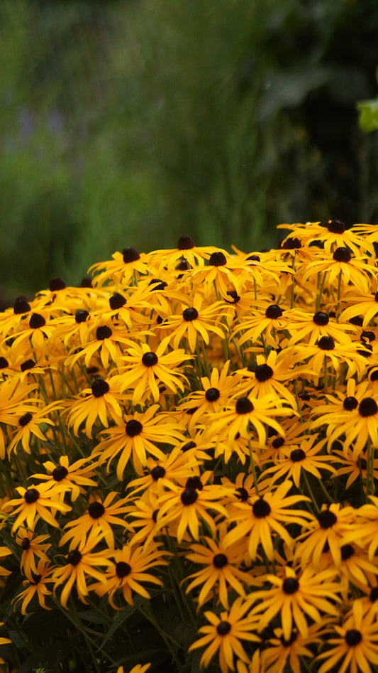 Rudbeckia fulgida var. sullivantii 'Goldsturm' - Sonnenhut