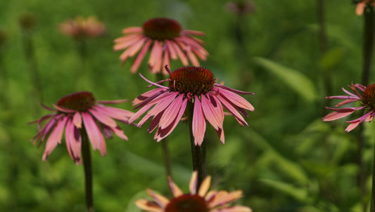 Echinacea purpurea 'Summer Cocktail®' - Purpur-Sonnenhut