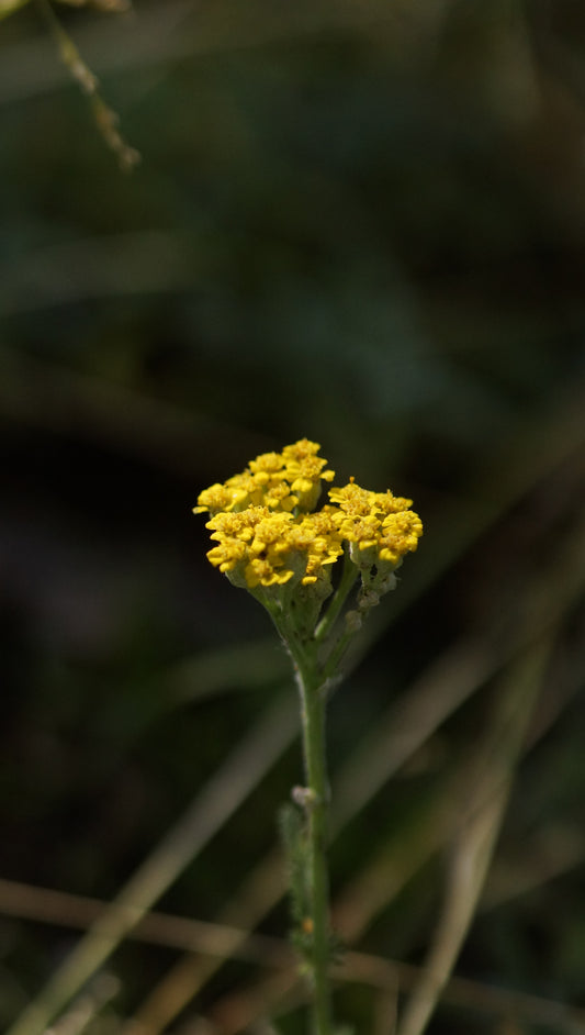 Achillea tomentosa - Teppich-Schafgarbe