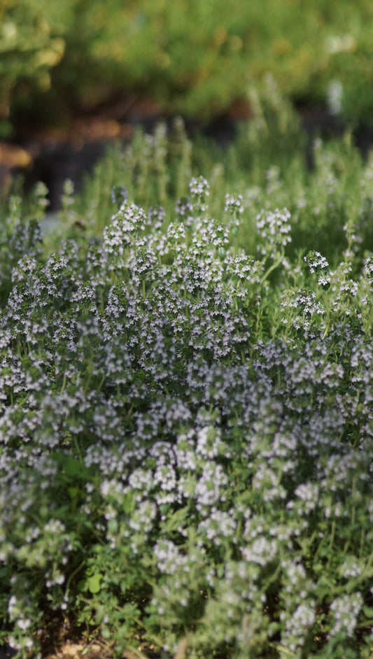 Thymus x citriodorus 'Lemon' - Zitronen-Thymian