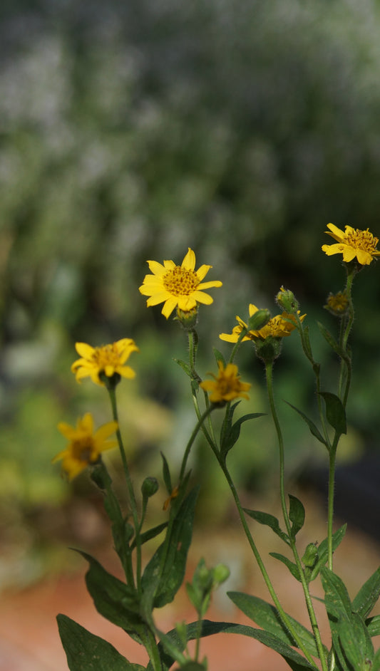 Arnica chamissonis - Wiesen-Arnica