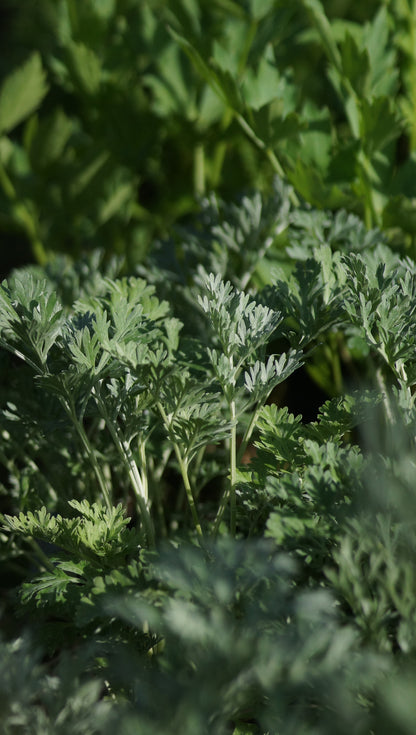 Artemisia absinthium - Wermut