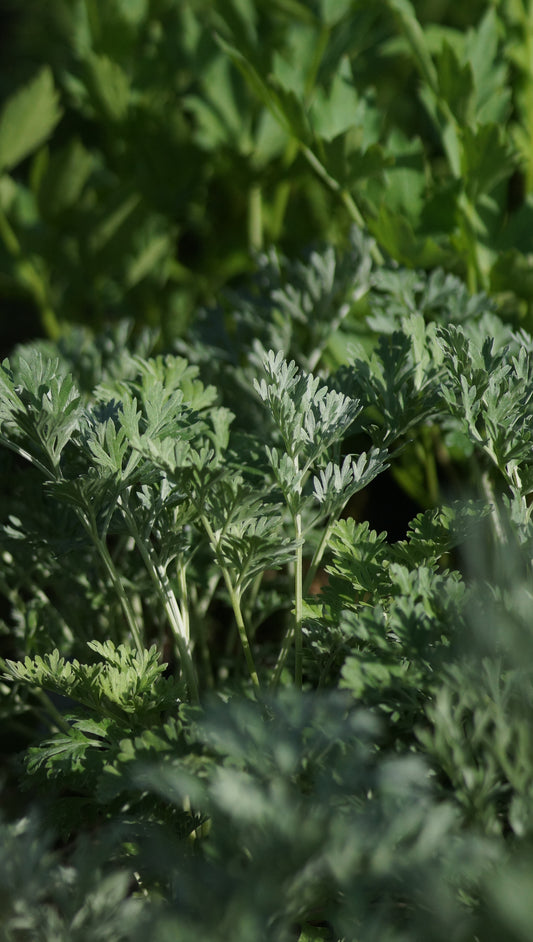 Artemisia absinthium - Wermut