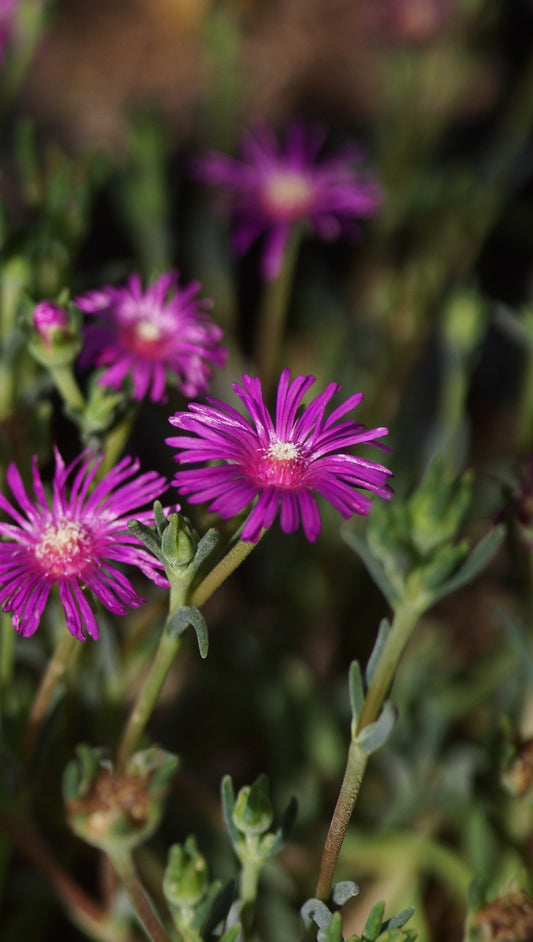 Delosperma cooperi - Mittagsblume