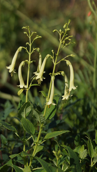 Phygelius x rectus 'Moonraker' - Kapfuchsie