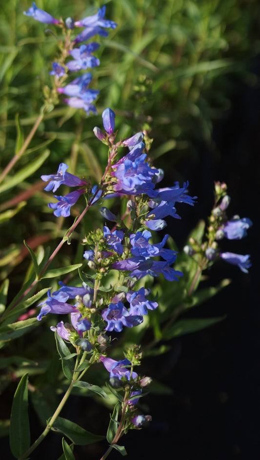 Penstemon fruticosus 'Catherine de la Mere' - Strauch-Bartfaden
