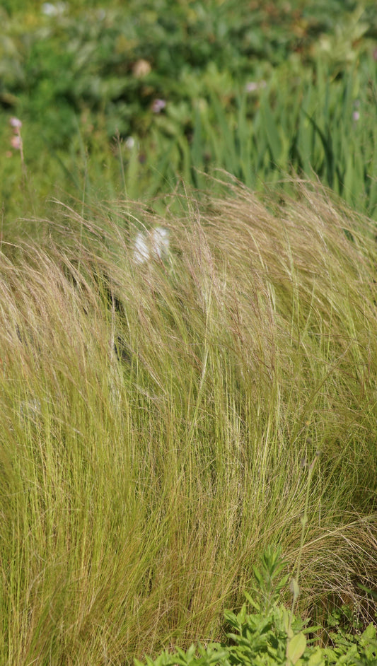 Stipa tenuissima - Mexikanisches Federgras