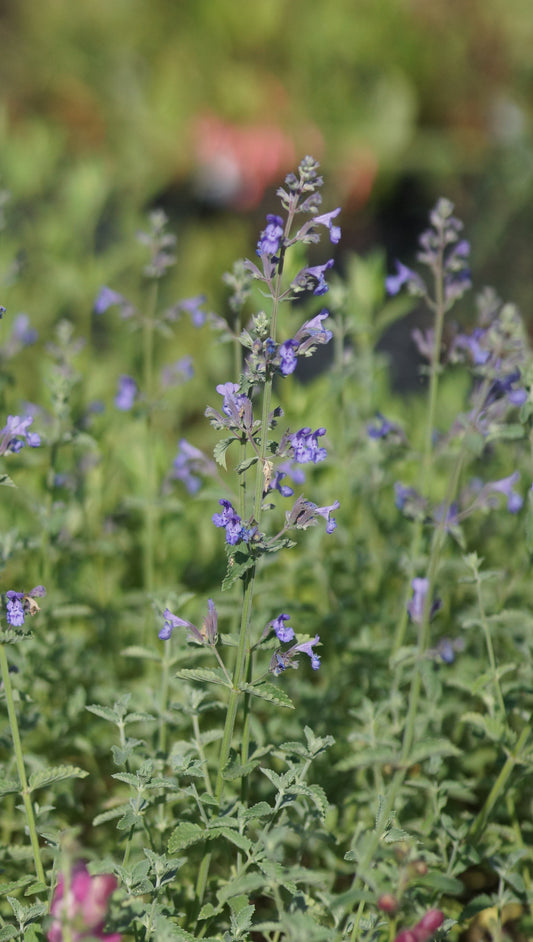 Nepeta x faassenii 'Walkers Low' - Katzenminze