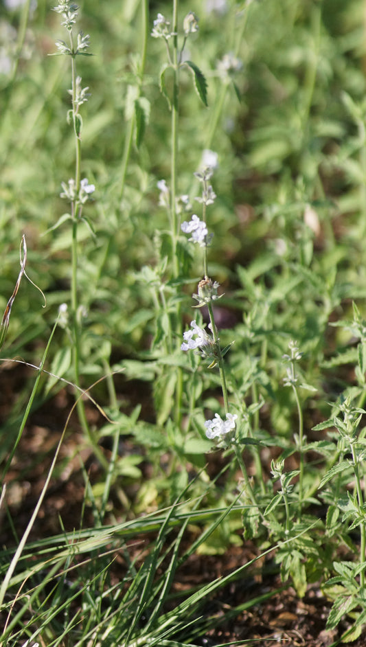 Nepeta x faassenii 'Gletschereis' - Katzenminze