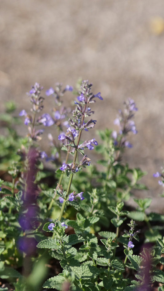 Nepeta grandiflora 'Cat's Pajama' - Katzenminze