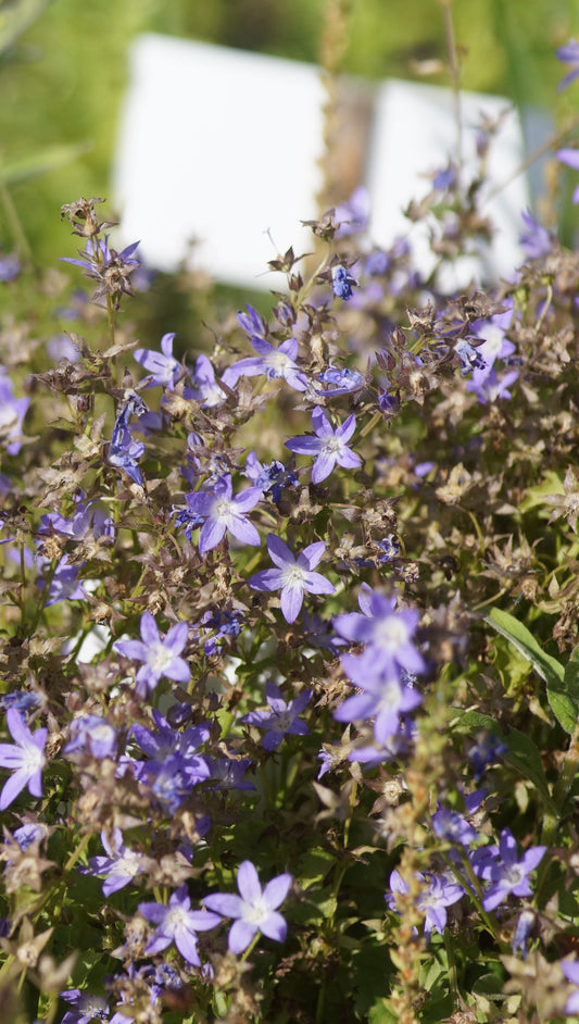 Campanula poscharskyana 'Stella' - Hängepolster-Glockenblume