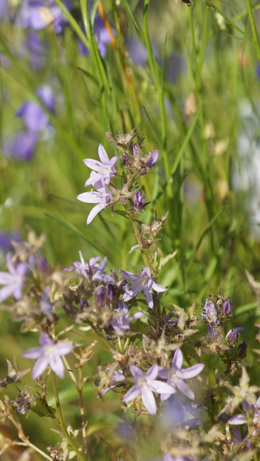 Campanula poscharskyana 'Lisduggan Variety' - Hängepolster-Glockenblume
