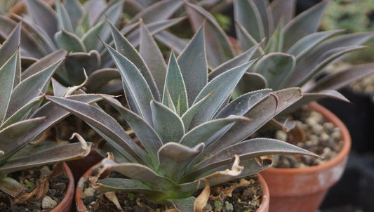 x Mangave 'Lavender Lady' - Mangave