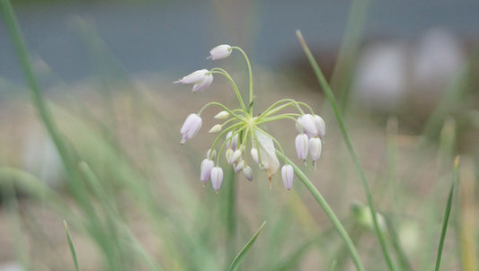 Allium macranthum - Zwerg-Lauch