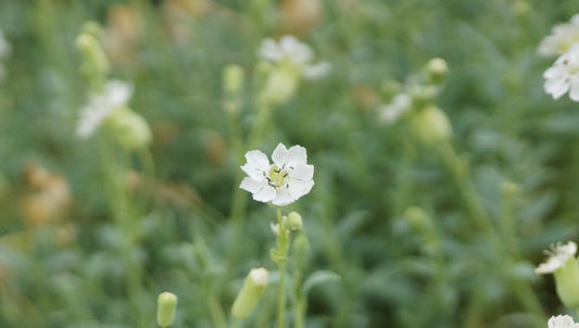 Silene uniflora 'Weisskehlchen' - Klippen-Leimkraut