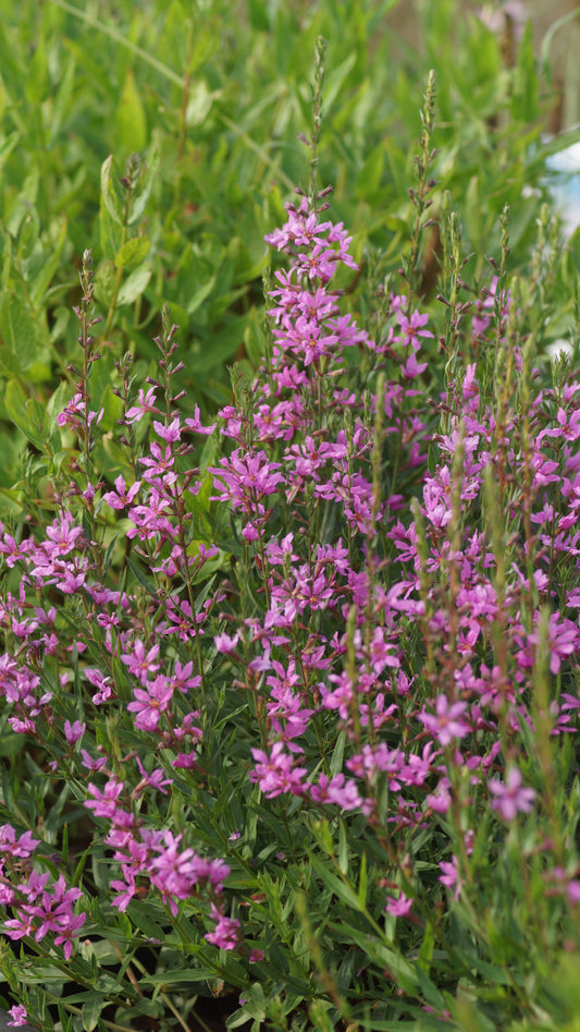 Lythrum virgatum 'Rose Queen' - Ruten-Weiderich