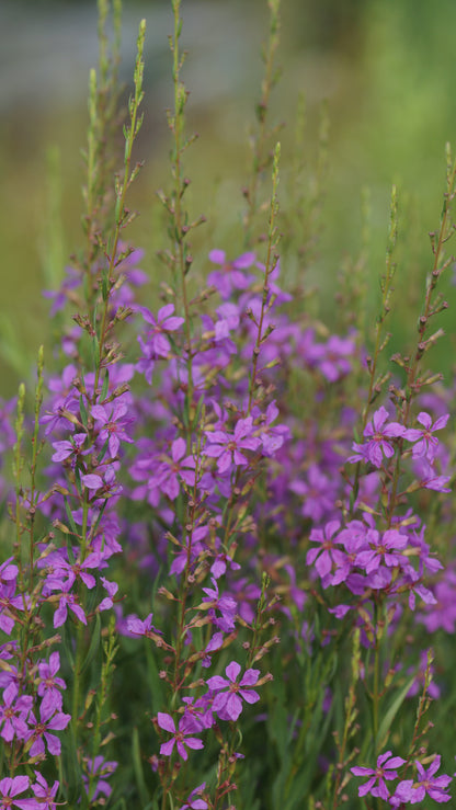 Lythrum virgatum 'Helene' - Ruten-Weiderich
