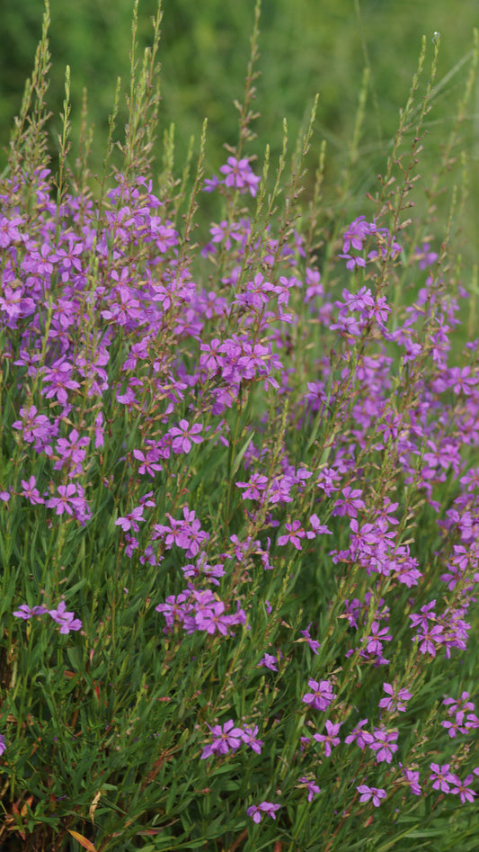 Lythrum virgatum 'Helene' - Ruten-Weiderich