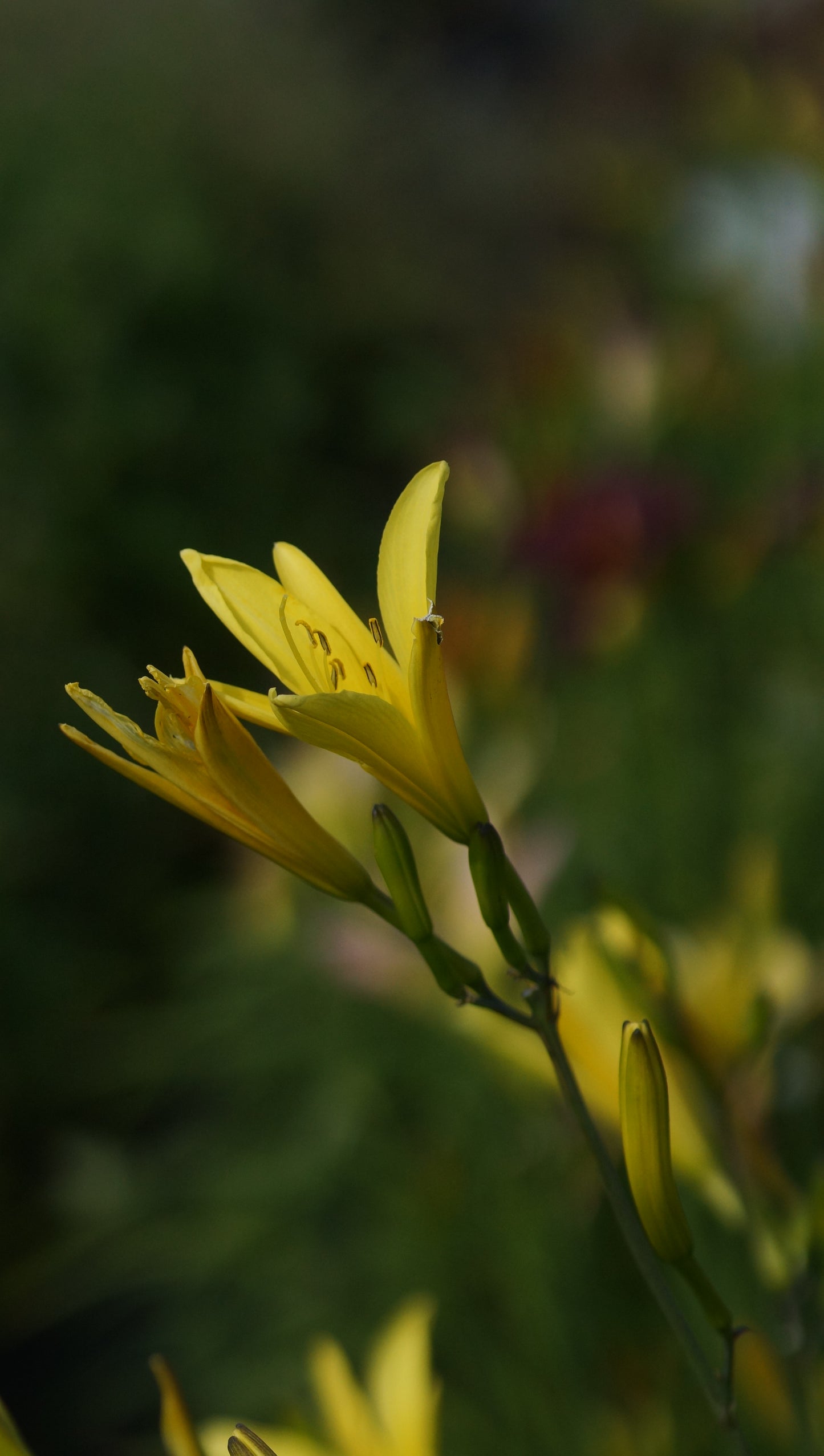 Hemerocallis citrina - Zitronen-Taglilie