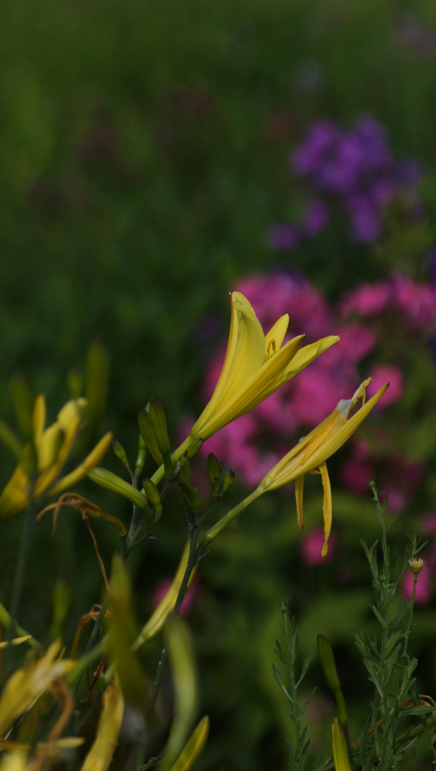 Hemerocallis lilioasphodelus - Wiesen-Taglilie