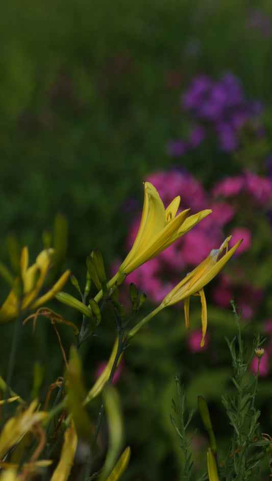 Hemerocallis lilioasphodelus - Wiesen-Taglilie