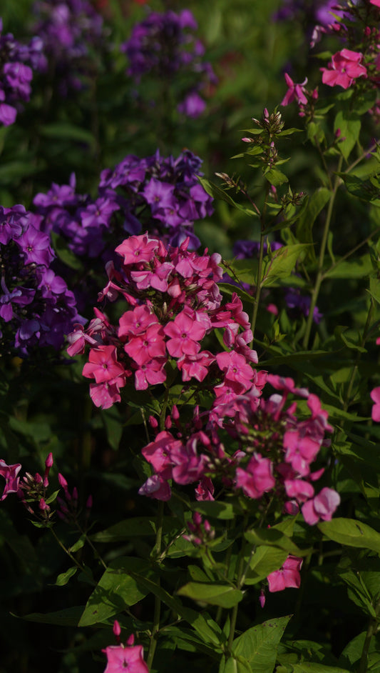 Phlox paniculata 'Rijnstroom' - Hoher Stauden-Phlox