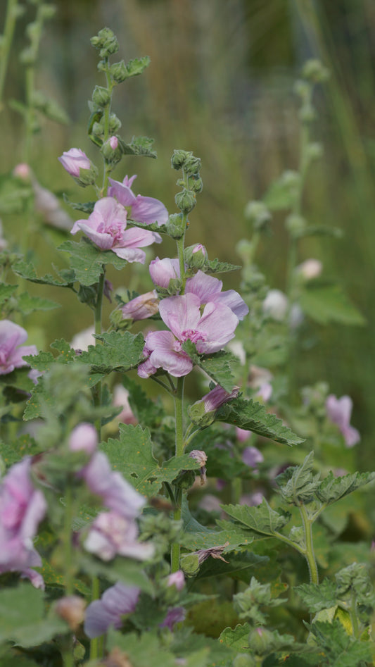 x Alcalthea suffrutescens 'Parkrondell' - Halbstrauchige Stockrose