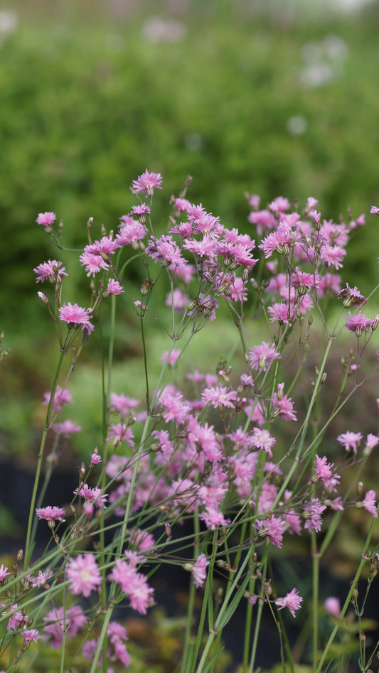 Lychnis flos-cuculi 'Petit Jenny' - Gefüllte Kuckucks-Lichtnelke