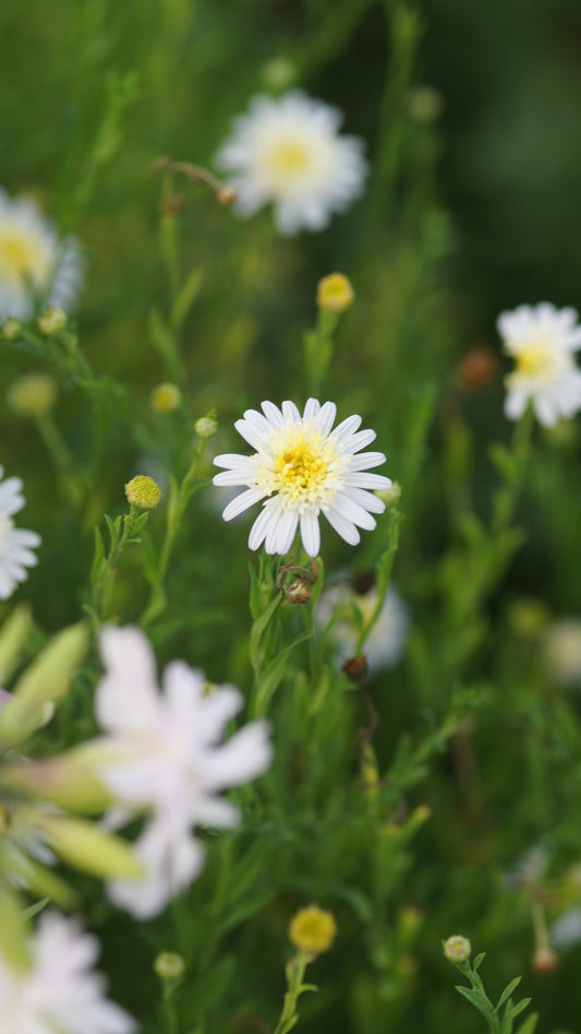 Kalimeris pinnatifida 'Hortensis' - Fiederspaltige Schönaster