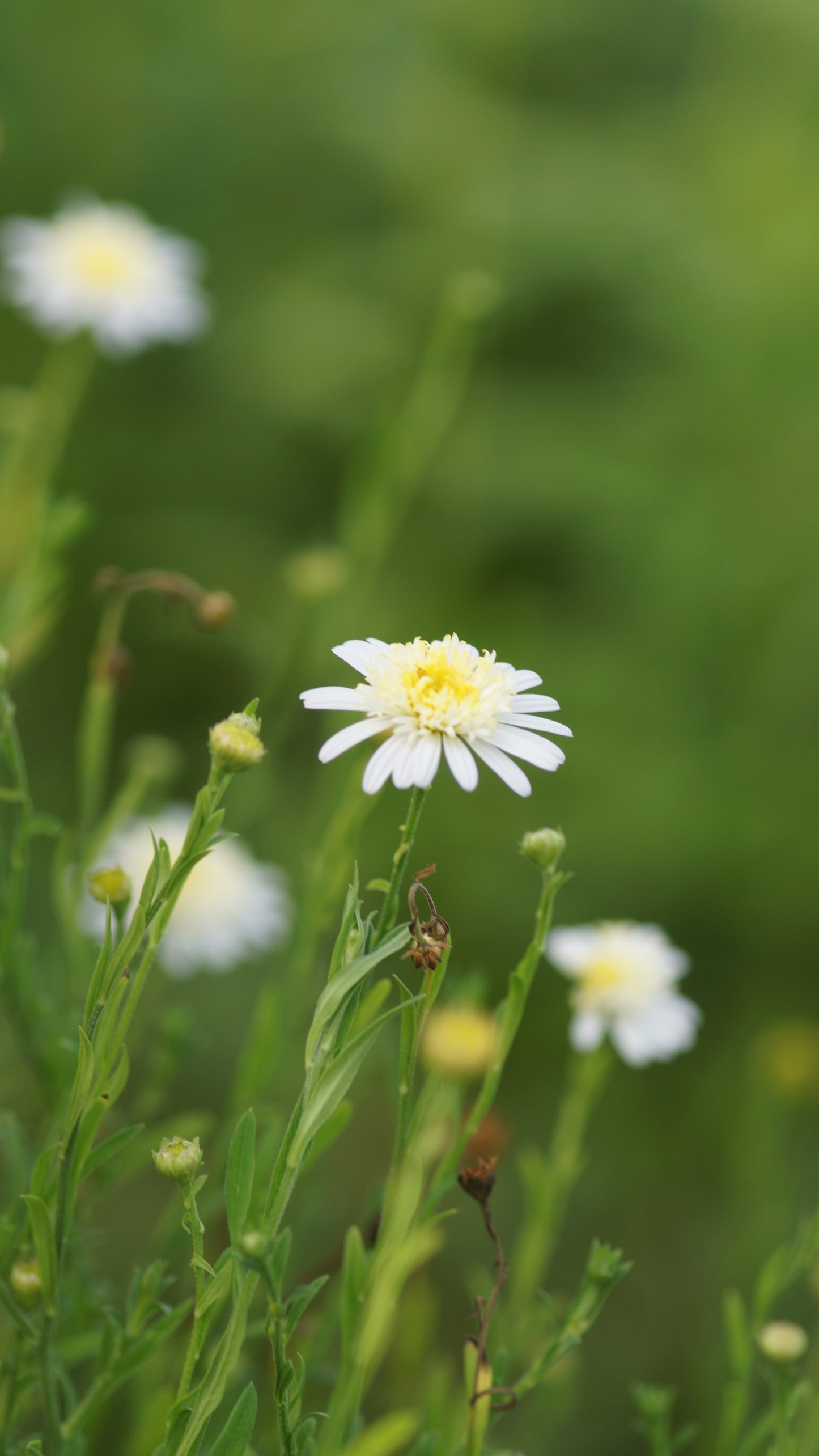 Kalimeris pinnatifida 'Hortensis' - Fiederspaltige Schönaster