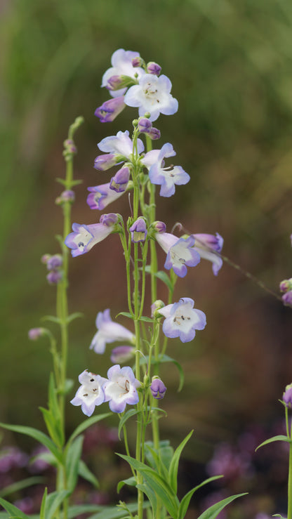 Penstemon Hybride 'Alice Hindley' - Garten-Bartfaden