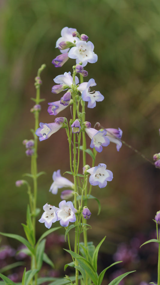 Penstemon Hybride 'Alice Hindley' - Garten-Bartfaden