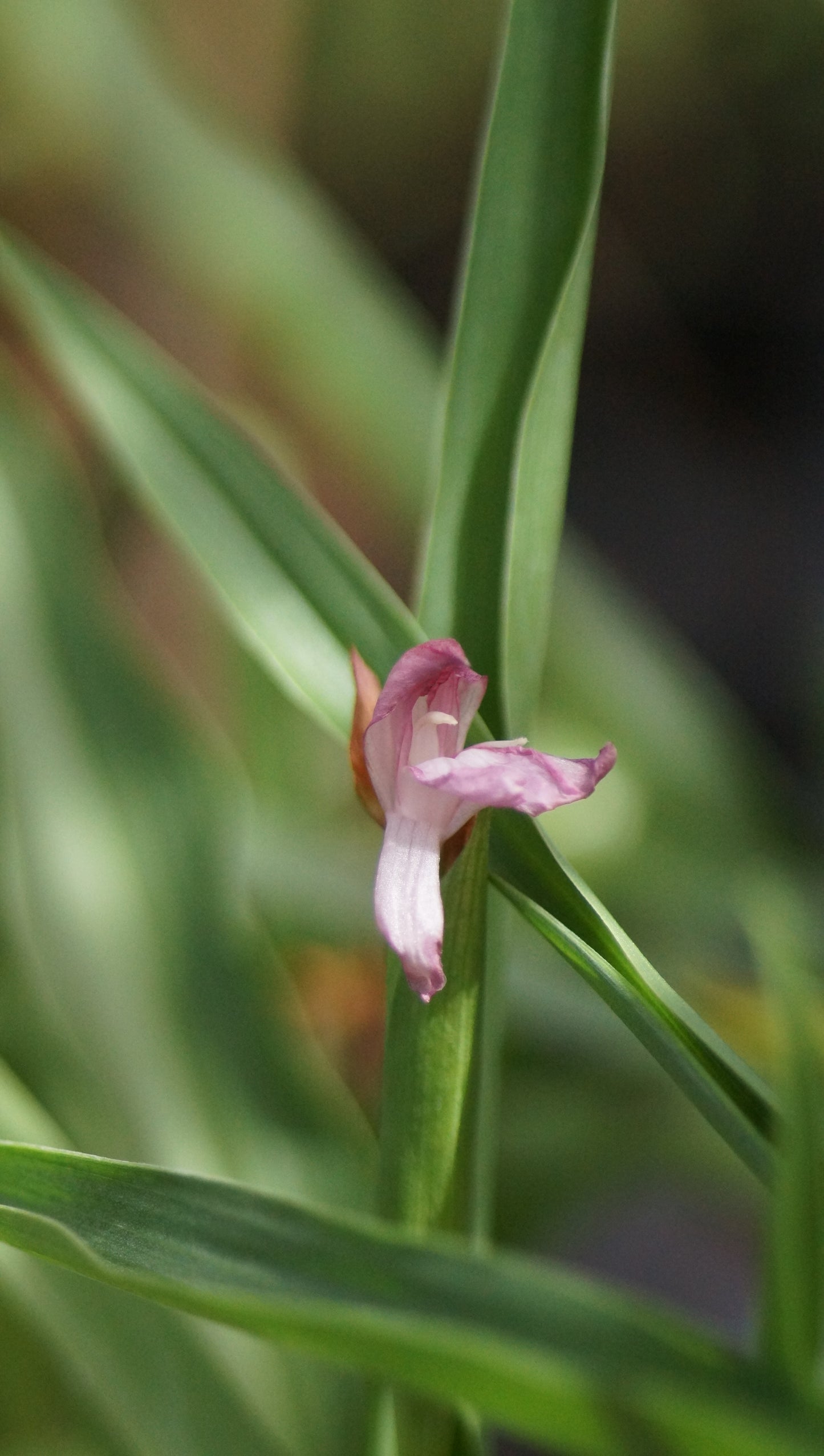 Roscoea alpina - Himalaya-Scheinorchidee
