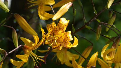 Lilium leichtlinii - Kleine Tiger-Lilie