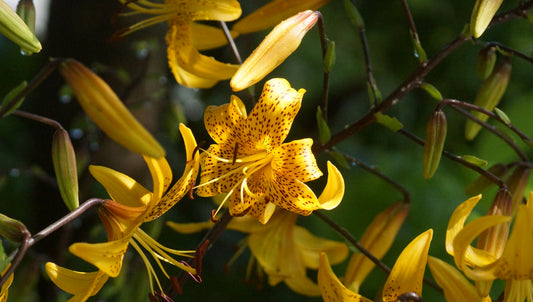 Lilium leichtlinii - Kleine Tiger-Lilie
