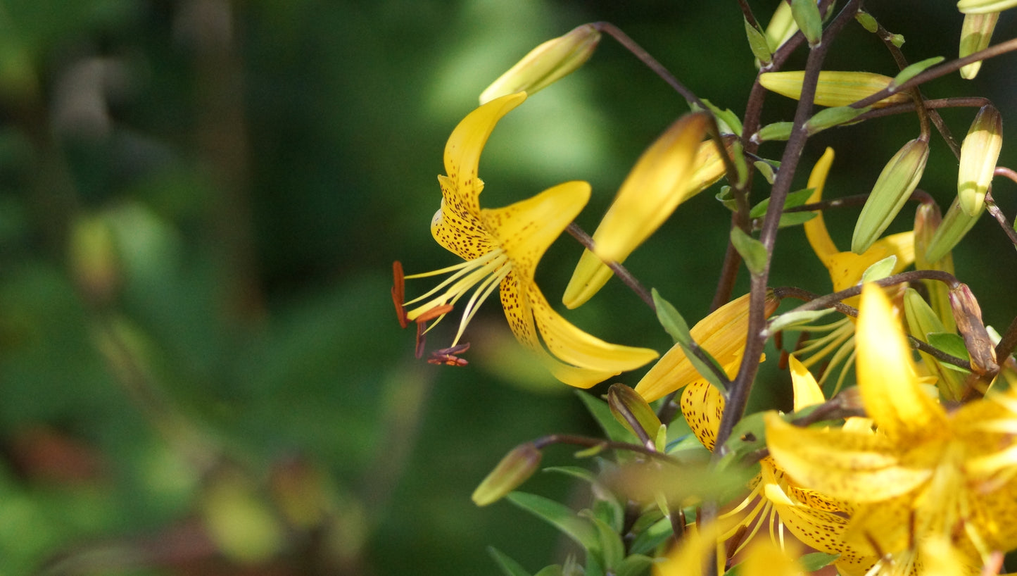 Lilium leichtlinii - Kleine Tiger-Lilie