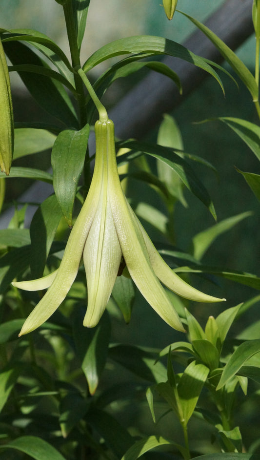 Lilium nepalense - Nepal-Lilie