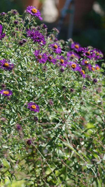 Aster novae-angliae 'Violetta' - Raublatt-Aster