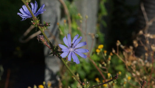 Cichorium intybus - Gemeine Wegwarte