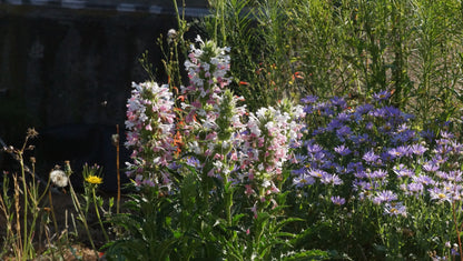 Morina longifolia - Elfendistel
