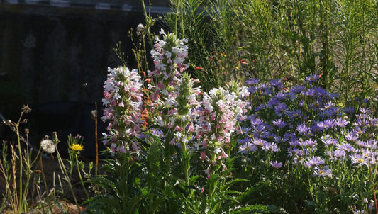 Morina longifolia - Elfendistel