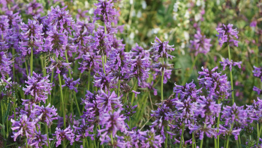 Stachys officianlis subsp. alpina - Ziest