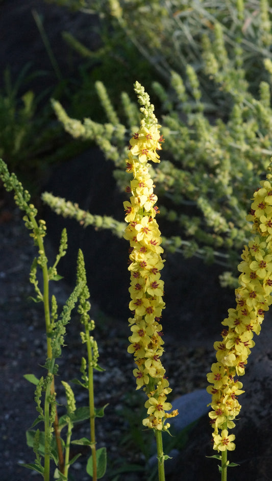 Verbascum nigrum - Schwarze Königskerze