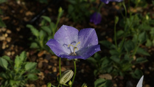 Campanula carpatica var. turbinata 'Karl Foerster' - Karpaten-Glockenblume
