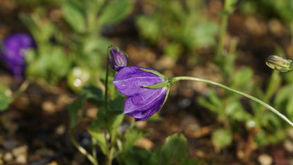 Campanula x pulloides 'G. F. Wilson' - Polster-Glockenblume