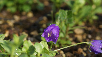 Campanula x pulloides 'G. F. Wilson' - Polster-Glockenblume