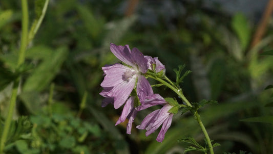 Malva moschata - Moschus-Malve
