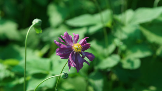 Anemone Japonica-Hybride 'Pamina' - Herbst-Anemone