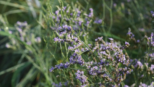 Limonium speciosum 'Blauer Diamant' - Strandflieder